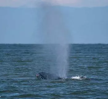 Whale Report: July 1, 2023 – Big Mama and Fader