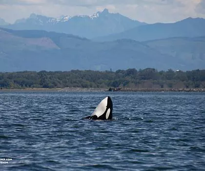 Whale Report: June 29, 2023 – T99s in Hale Passage