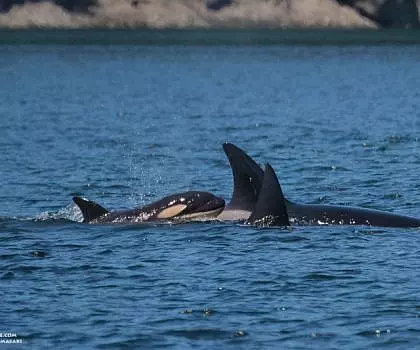 Whale Report: August 13, 2023 – T75Bs New Calf!