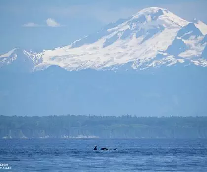 Whale Report: July 14, 2023 – T36s and Mt. Baker