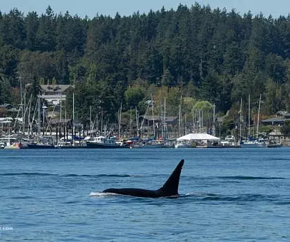 Whale Report: August 2, 2023 AM – T46s in Friday Harbor