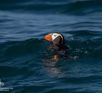 Whale Report: August 2, 2023 PM – Whales, Puffins and Pelicans!