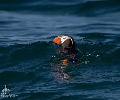 Whale Report: August 2, 2023 PM – Whales, Puffins and Pelicans!