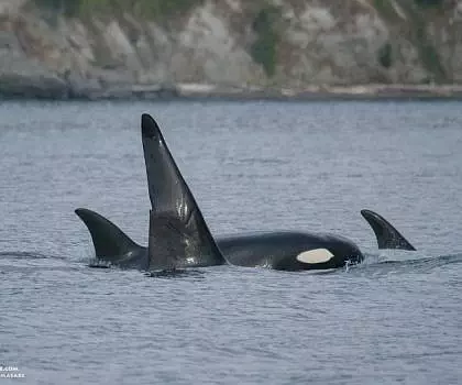 Whale Report: September 10, 2023 – Minke Whale, T46s+T46Bs