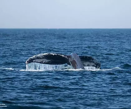 Whale Report: September 15, 2023 – Humpbacks on Constance Bank