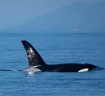 Whale Report: September 9, 2023 – The T18s and a feeding Humpback!