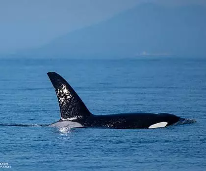 Whale Report: September 9, 2023 – The T18s and a feeding Humpback!