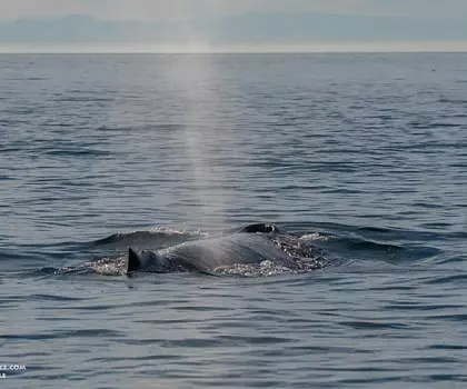 Whale Report: September 7, 2023 – T Party and Victory the Humpback