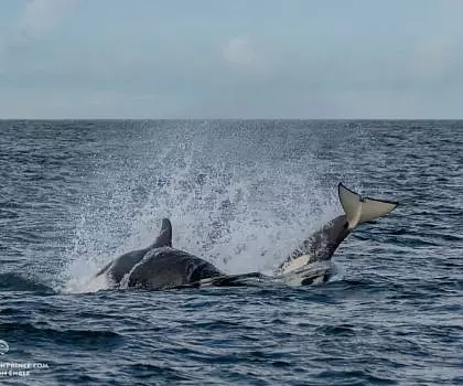 Whale Report: September 28, 2023 – Humpbacks and Killer Whales!