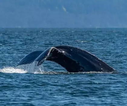 Whale Report: April 22, 2024 – Big Mama and Zig Zag