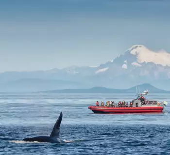 The Ultimate Guide to Whale Watching in the San Juan Islands