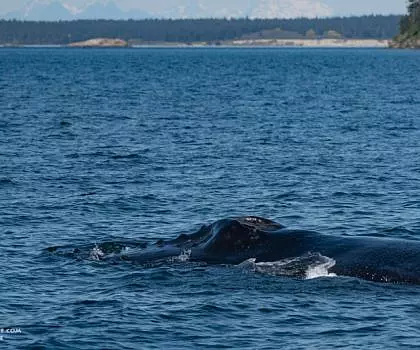 Whale Report: April 18, 2024 – Zig Zag the Humpback