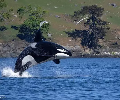 May 1, 2024 – Killer Whale Hunt