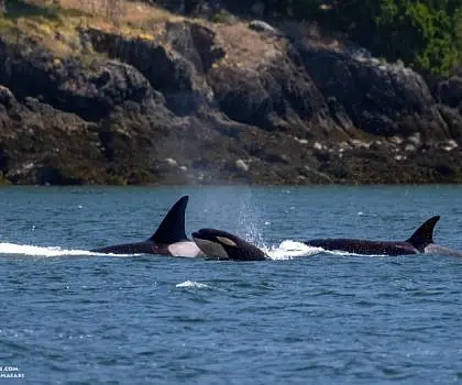 Playful Killer Whales
