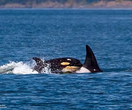 Baby Orca!