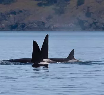 Whale Report: April 23, 2024 – All the Killer Whales