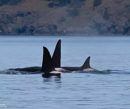 Whale Report: April 23, 2024 – All the Killer Whales