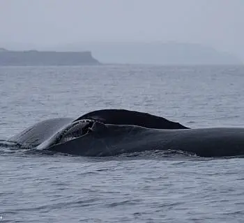 Double Humpback Whales