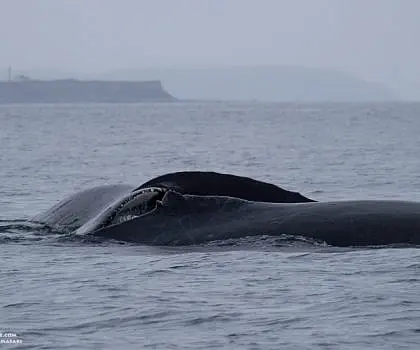 Double Humpback Whales
