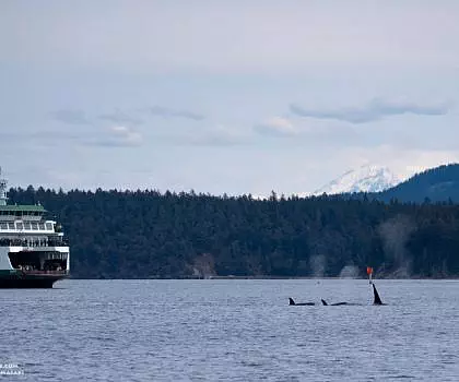 May 3, 2024 – Multiple Groups of Killer Whales