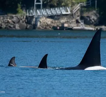 May 2, 2024 – T123 Killer Whales