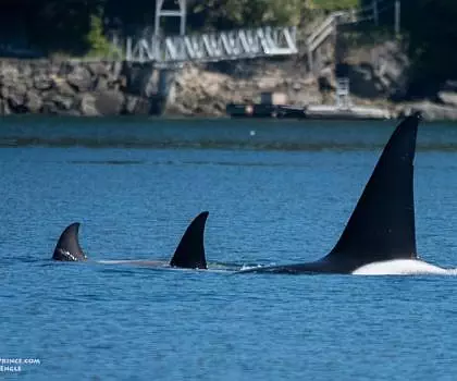 May 2, 2024 – T123 Killer Whales