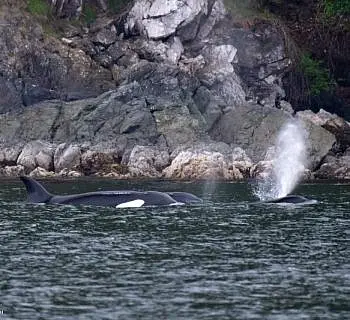 Killer Whales at Orcas Island