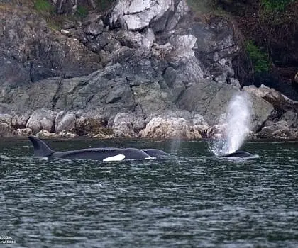 Killer Whales at Orcas Island
