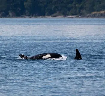 Exotic Killer Whales!