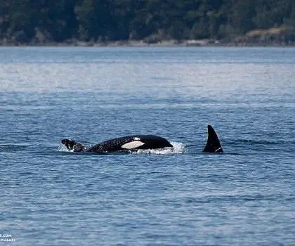 Exotic Killer Whales!