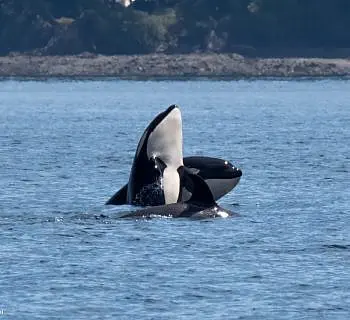 Killer Whale Calf Playing
