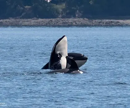 Killer Whale Calf Playing