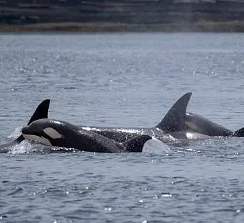 Twelve Killer Whales!