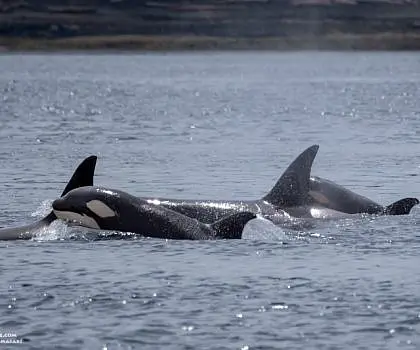 Twelve Killer Whales!