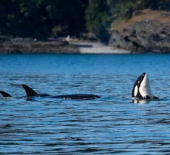 Killer Whales Hunting
