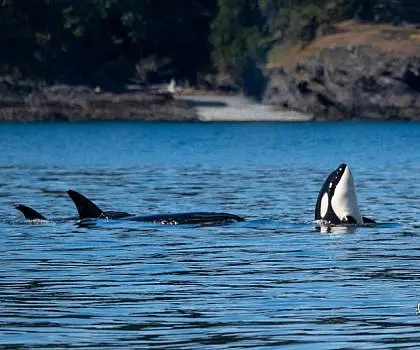 Killer Whales Hunting