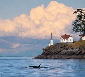 Killer Whales Swimming by the Lighthouse