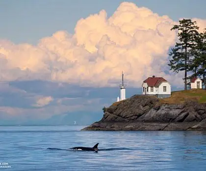 Killer Whales Swimming by the Lighthouse