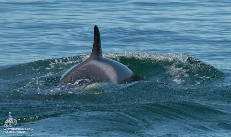 Orcas And A Humpback In The Beautiful Pnw 