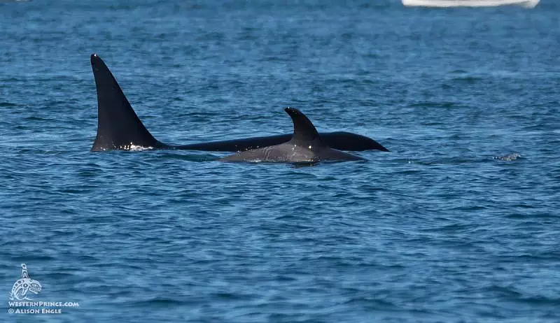 Killer Whales In Friday Harbor 