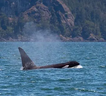 Killer Whales in the 9th Inning!