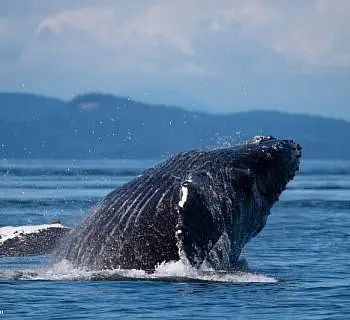 Breaching Humpback!