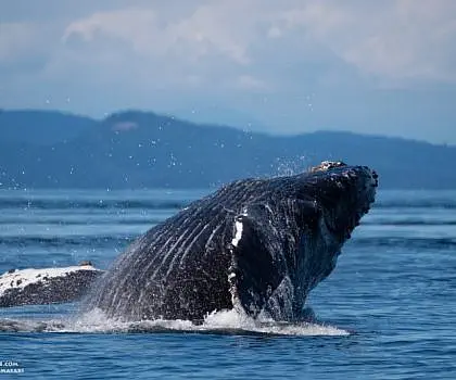 Breaching Humpback!
