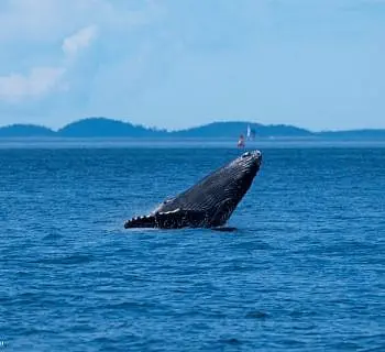 Baby Humpback and Killer Whales!