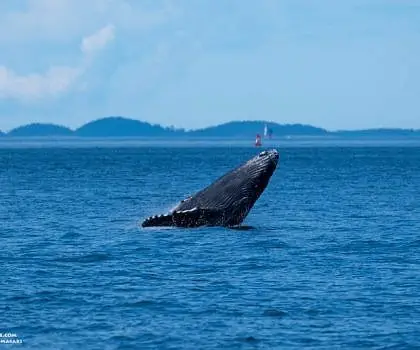 Baby Humpback and Killer Whales!