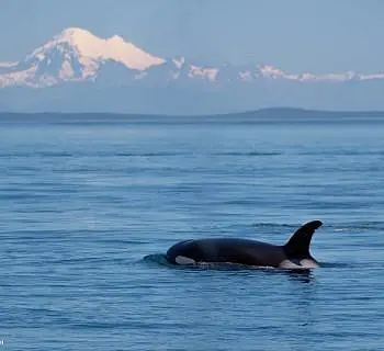 Killer Whales and Mount Baker