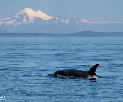 Killer Whales and Mount Baker