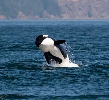 Baby Killer Whale Breaching!