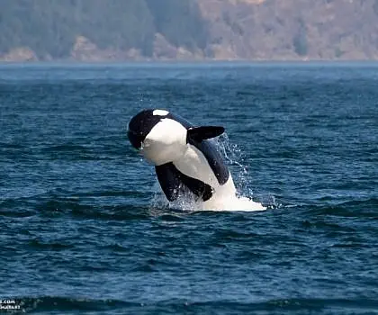Baby Killer Whale Breaching!