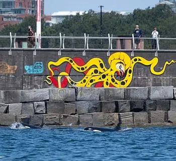 Whales in front of Victoria Harbor